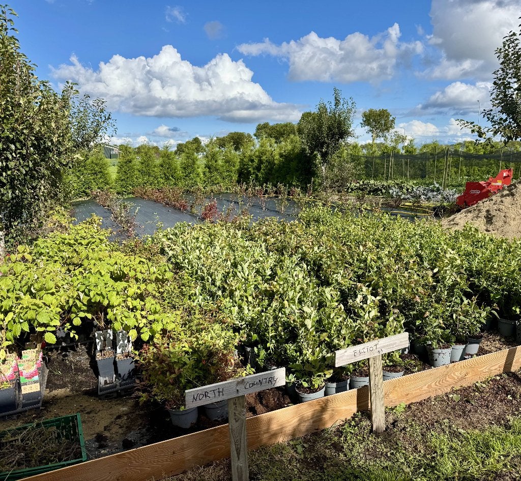 Blauwe bessen struiken | Beste rassen!, Vaste plant, Ophalen of Verzenden, Halfschaduw, Zomer