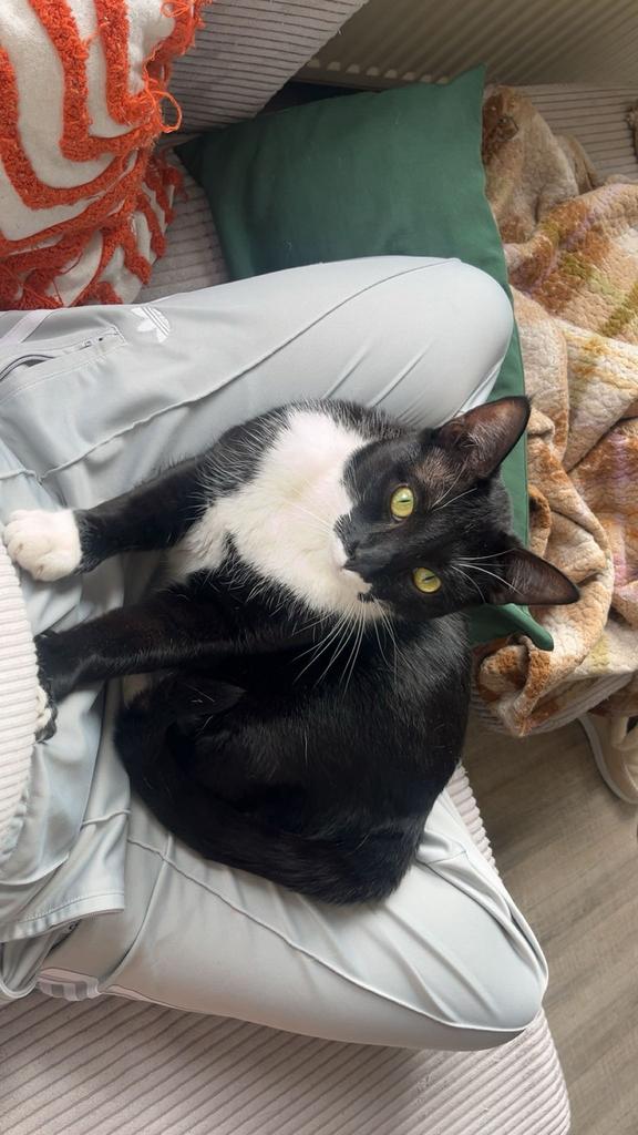 Katten oppas bij ons thuis, Meerdere dieren, Kortharig, 0 tot 2 jaar
