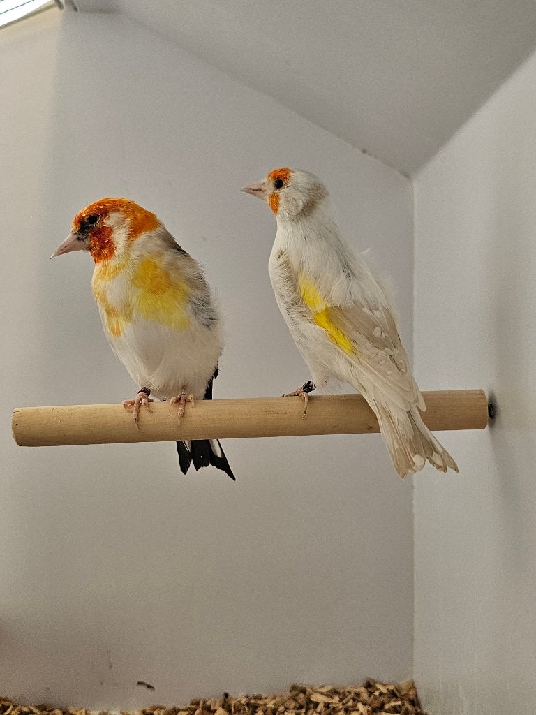 Majoorputter | Witkop en White | 2025, Meerdere dieren, Wildzangvogel, Geringd