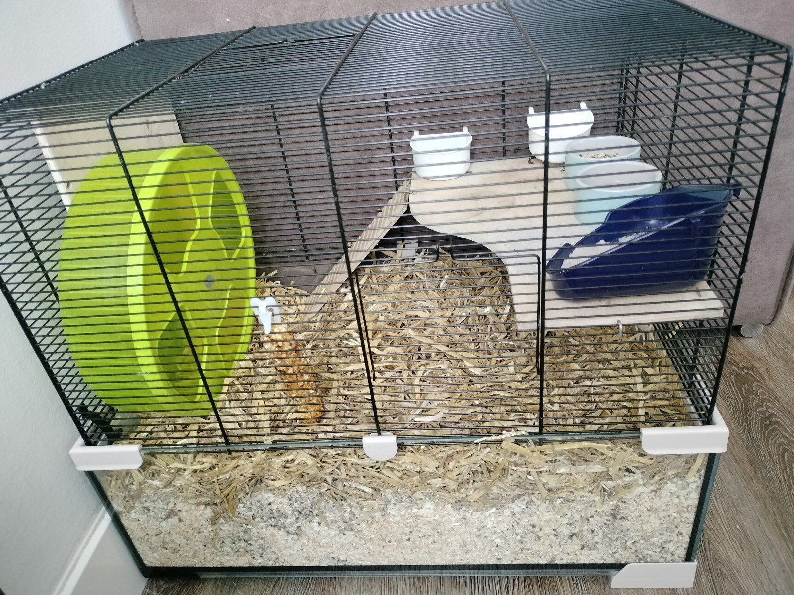 Jonge hamster + kooi en toebehoren, Dieren en Toebehoren, Knaagdieren, Hamster, Juni, Vrouwelijk, Tam