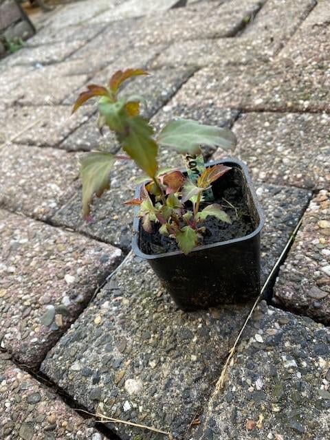 fazantbes, Ophalen, Vaste plant, Overige soorten, Volle zon