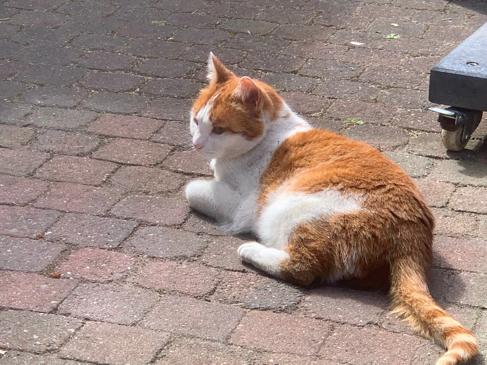 Nieuw huis gezocht voor Saartje - GRATIS AF TE HALEN, Poes