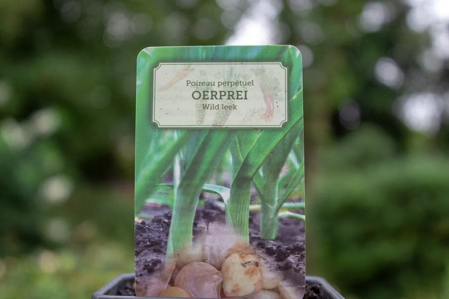 Oerprei plant p9 doorlevende prei, Ophalen of Verzenden, Overige soorten, Volle zon