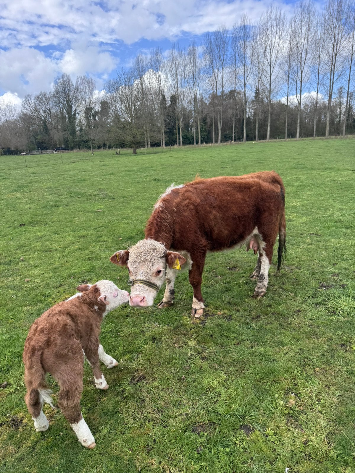 Mini Hereford koetje, Vrouwelijk