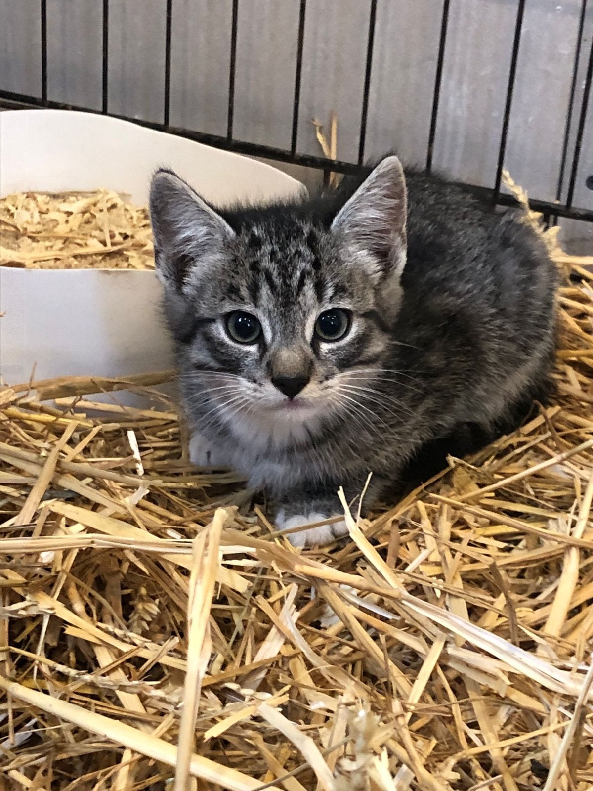Te koop: hele kindvriendelijke kittens, Dieren en Toebehoren, Katten en Kittens | Overige Katten, Meerdere dieren