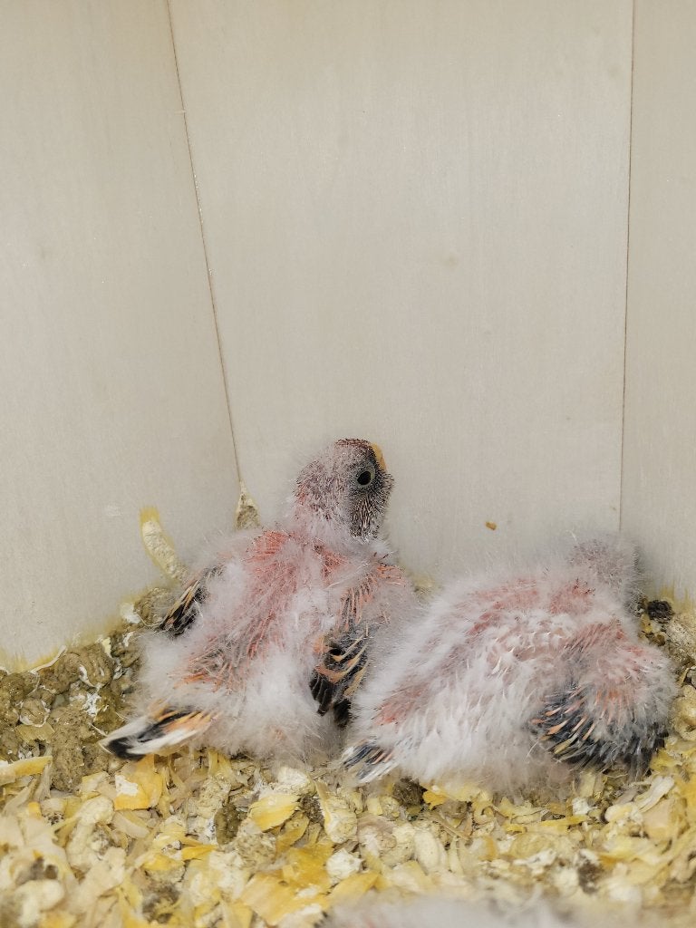 Jonge Bourke, Dieren en Toebehoren, Vogels | Parkieten en Papegaaien, Meerdere dieren, Parkiet