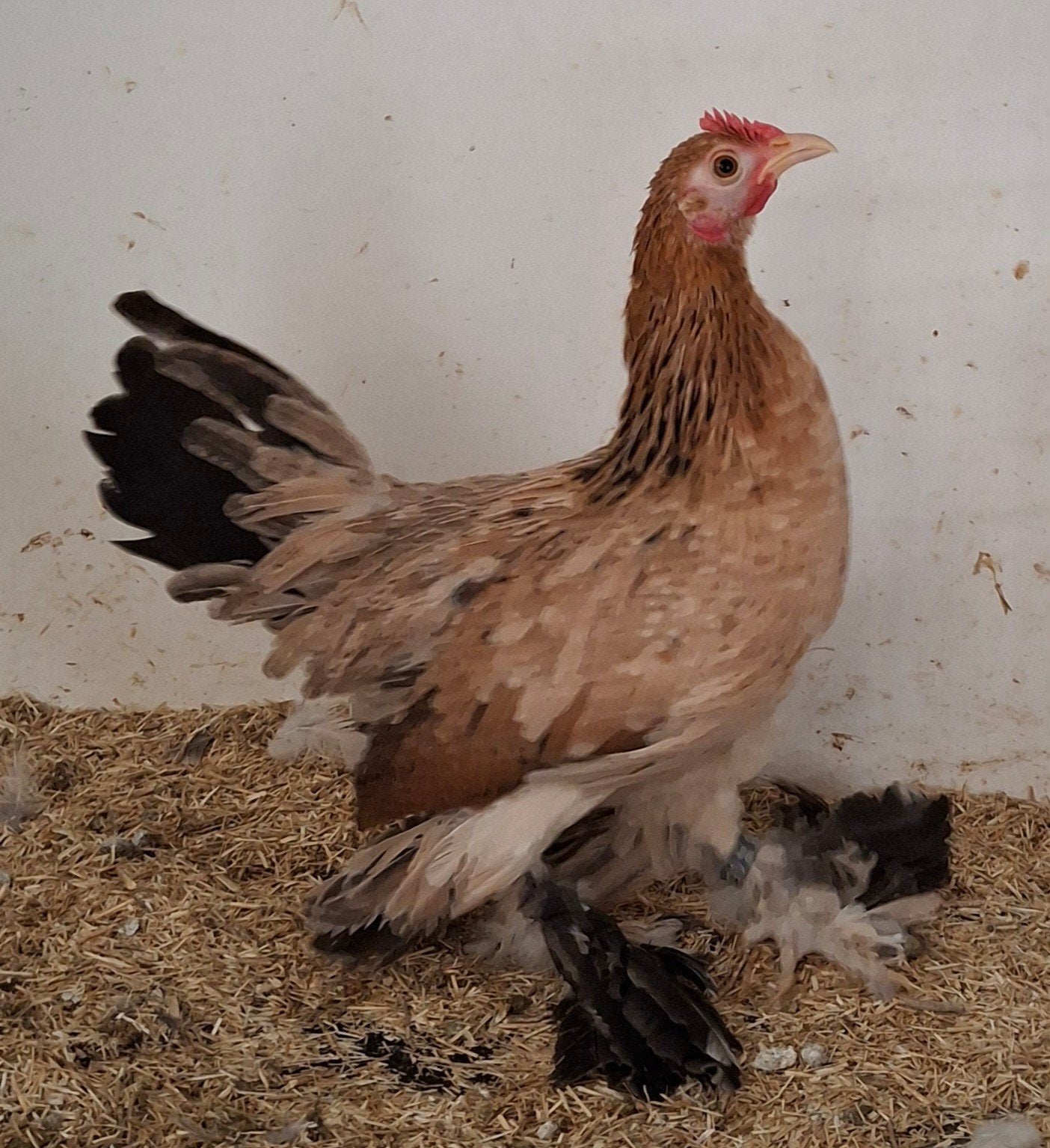 sabelpootkrielen, Dieren en Toebehoren, Pluimvee, Meerdere dieren, Kip
