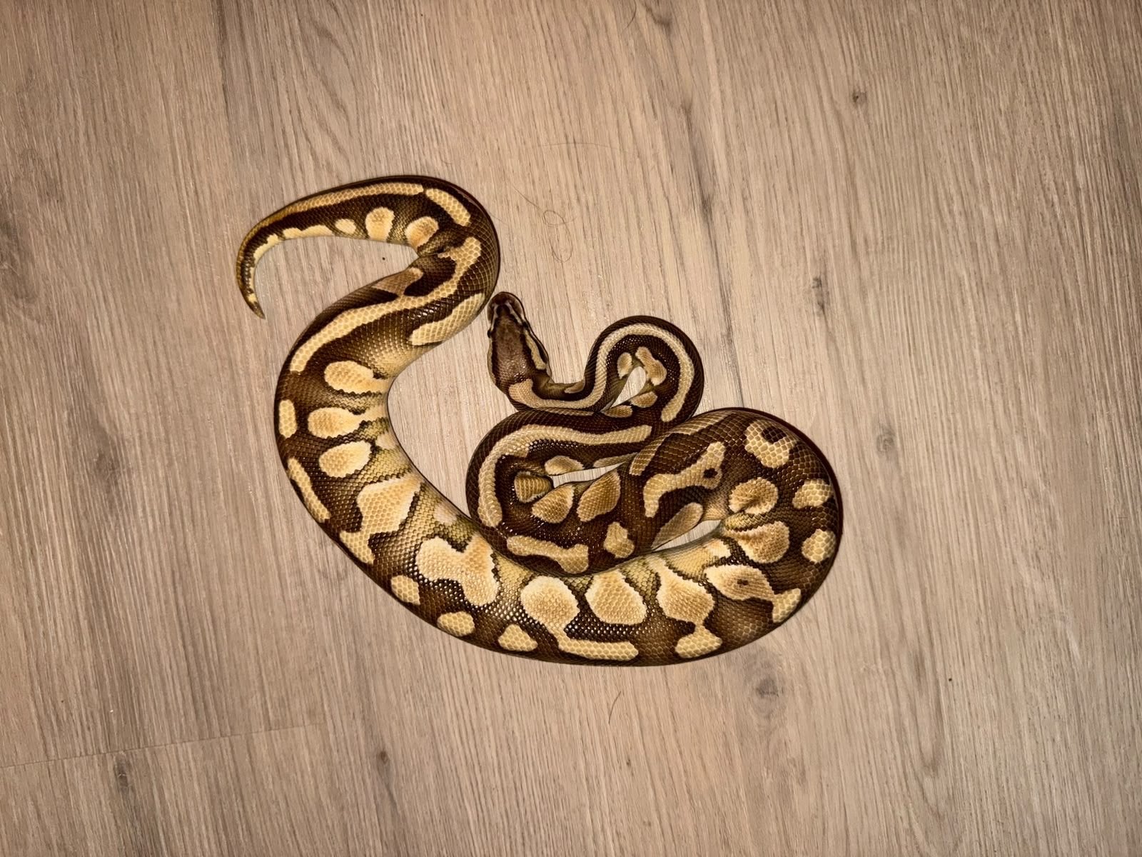 Python regius (Koningspython) Ball Python photo 2