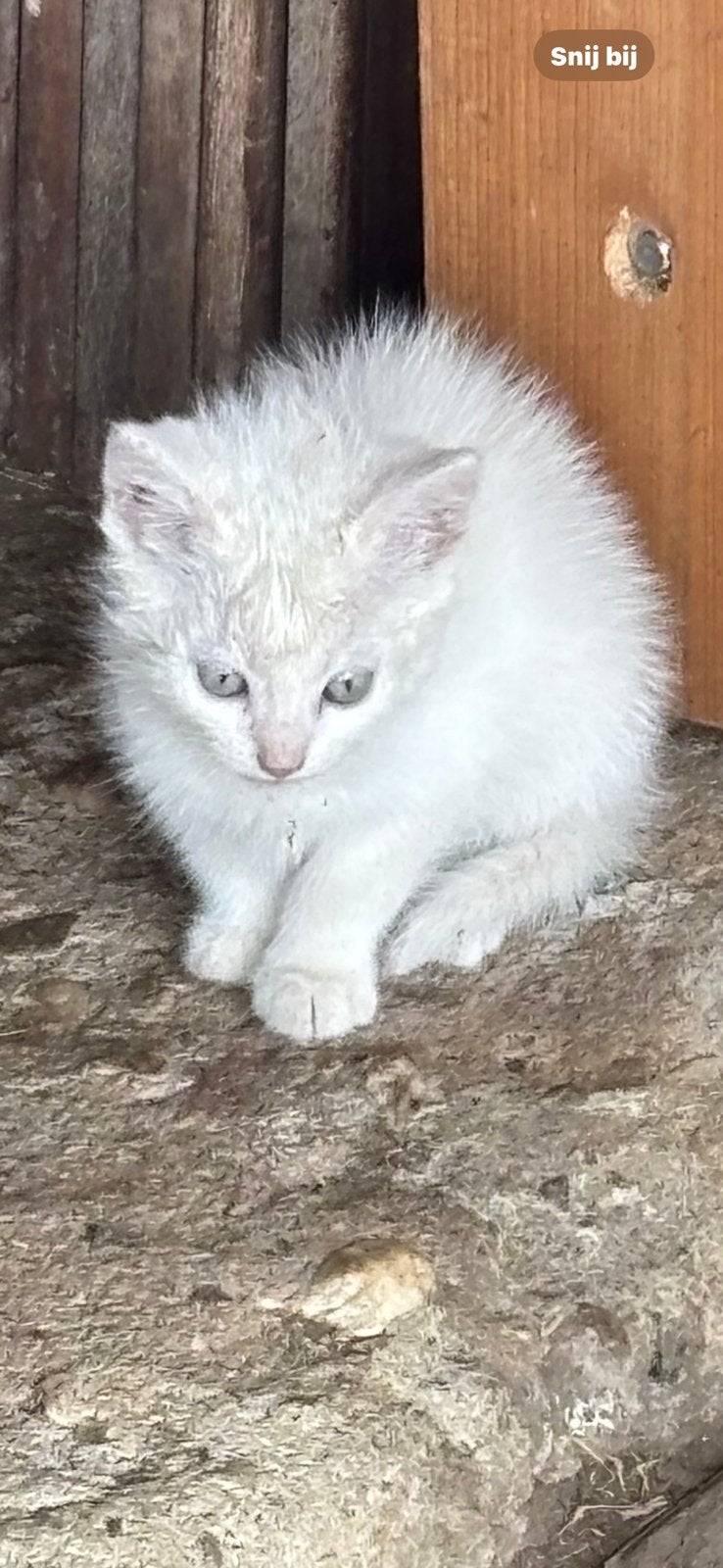 Kruising Turkse Angora kittens mogen meteen mee, Dieren en Toebehoren, Meerdere dieren