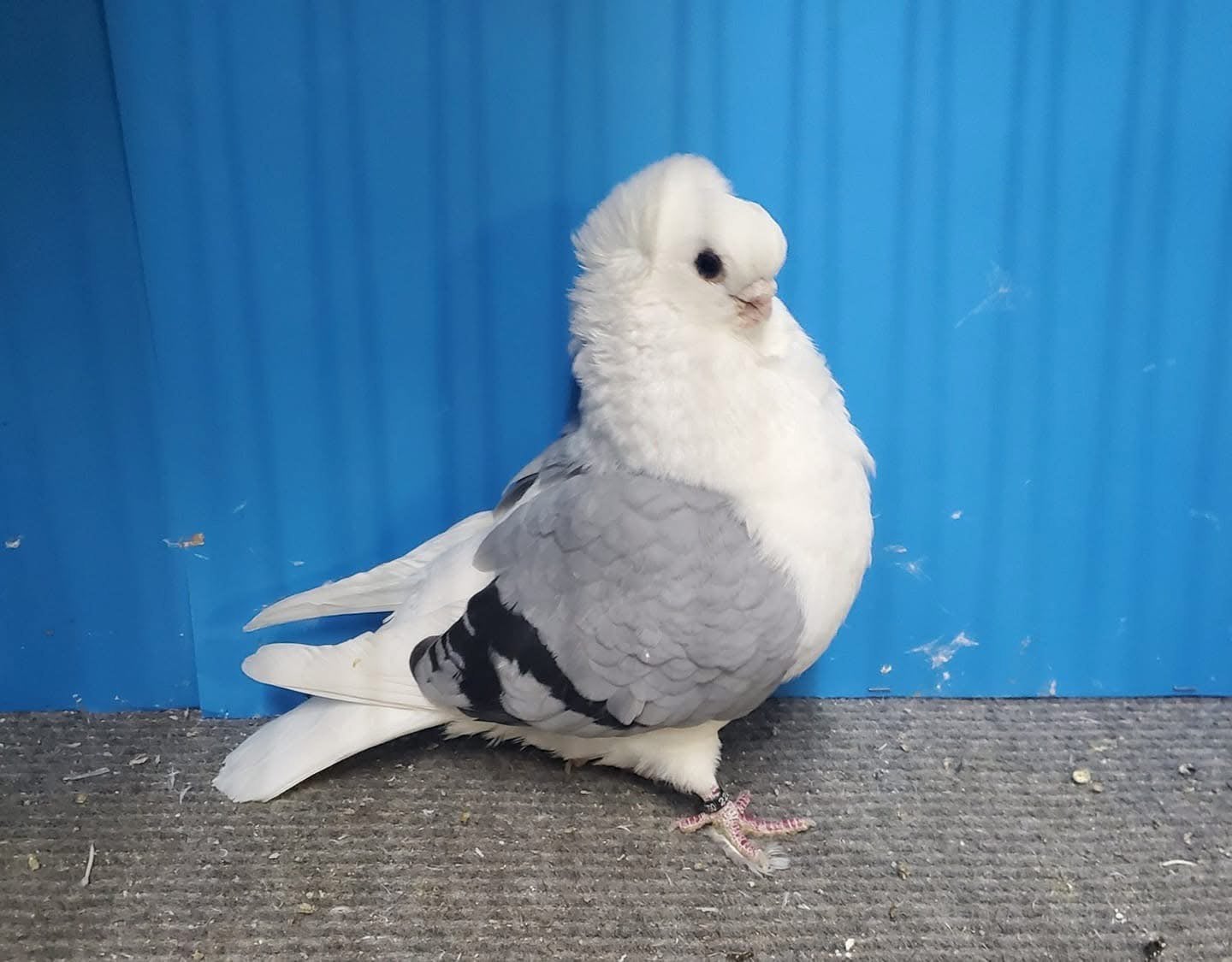 Oudduitse meeuwtjes tekoop, Dieren en Toebehoren, Vogels | Duiven, Meerdere dieren, Overige soorten