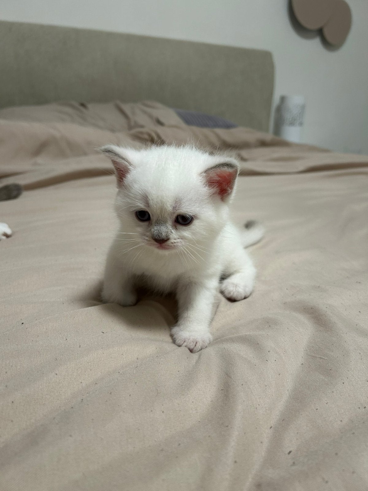 Lieve Britse Korthaar / Ragdoll kitten (katertje), Dieren en Toebehoren, Kater, Ontwormd, 0 tot 2 jaar