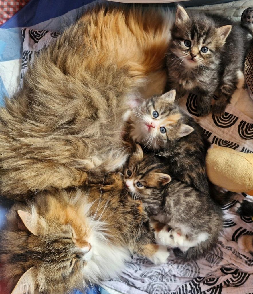 Kruising Siberische Boskat kittens, Dieren en Toebehoren, Meerdere dieren, Gechipt, 0 tot 2 jaar