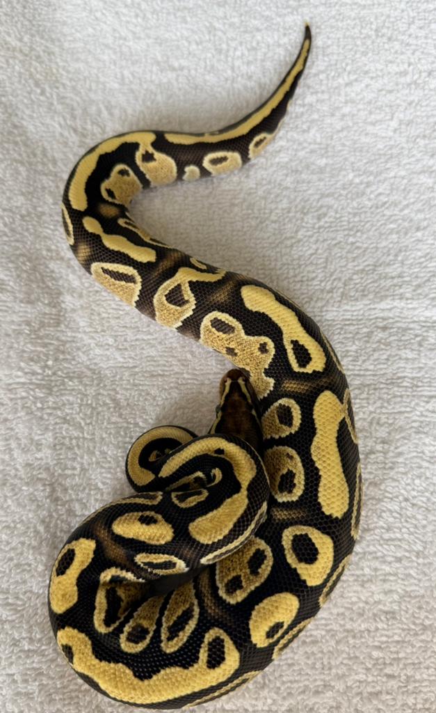 Ballpython 1.0 Ball Python - male for sale from Nettie