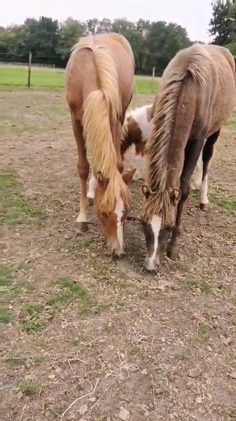 Kwaliteit 's,  veulens en ezel, Merrie