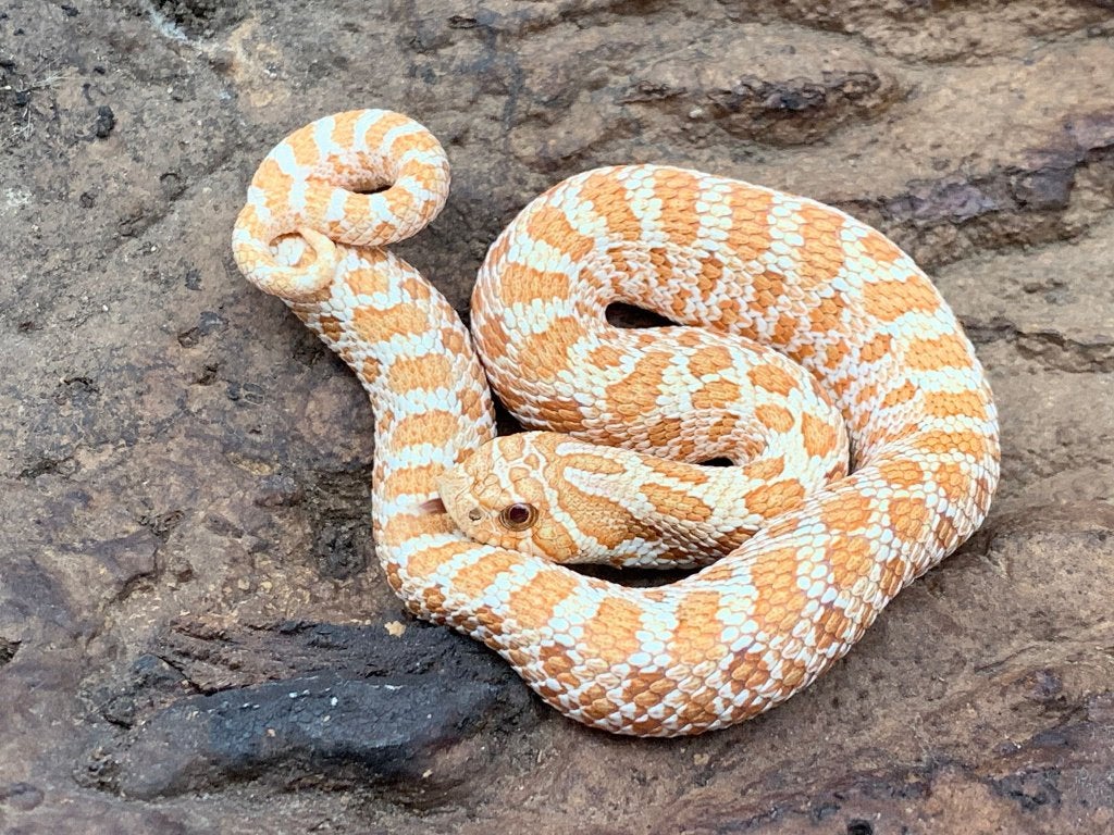 1.0 Toffeebelly 66% DH albino/axanthic heterodon nasicus Hognose Snake photo 2