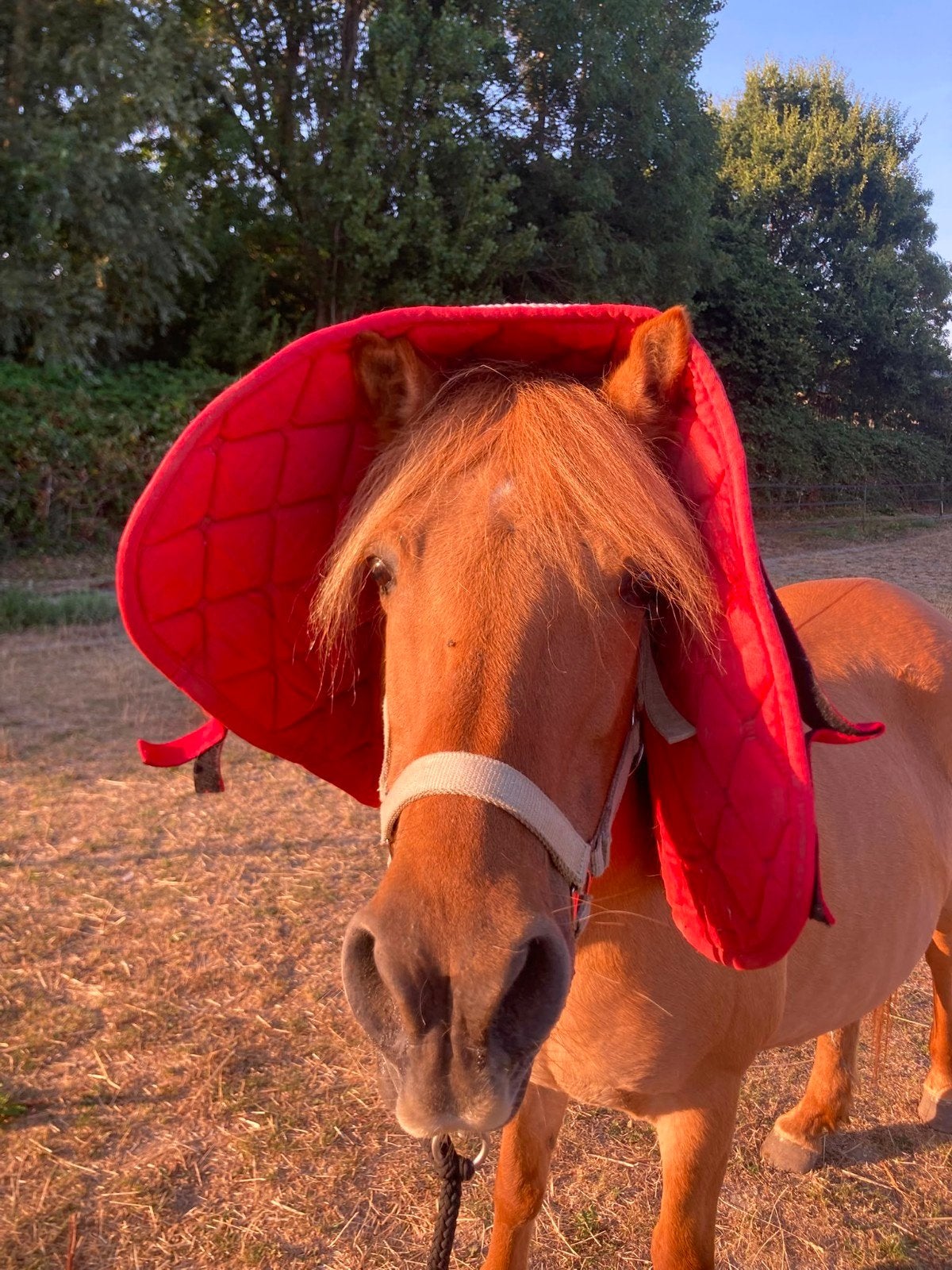 14jarige c merrie  pony, Merrie, Recreatiepaard