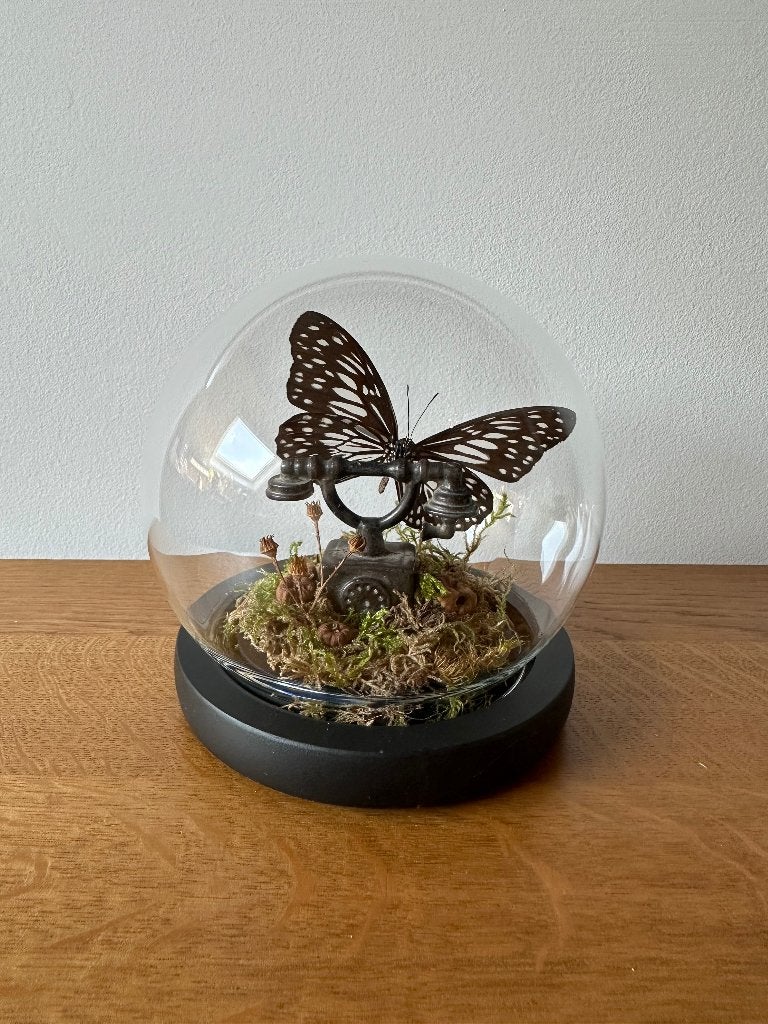Ideopsis vulgaris vlinder, Ophalen