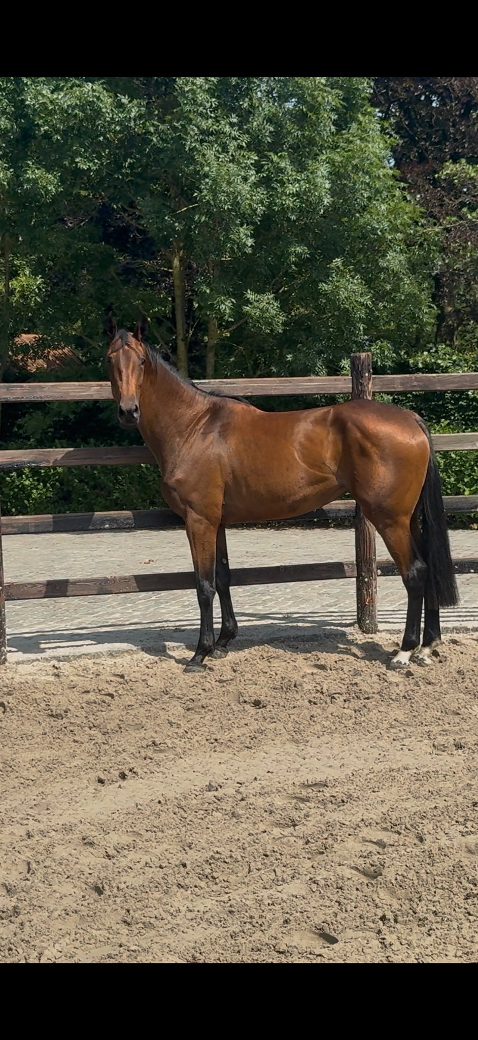 3 jarig springpaard, Dieren en Toebehoren, Paarden, Merrie, Springpaard, Met stamboom, 3 tot 6 jaar