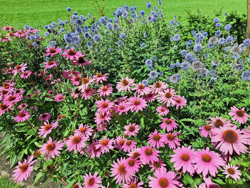 Roze zonnehoed, Volle zon, Vaste plant, Zomer, Ophalen
