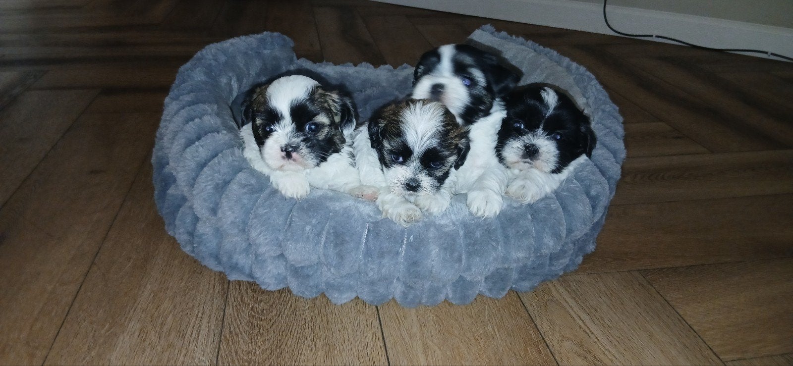 Super schattige boomers pups, Dieren en Toebehoren, Parvo, 8 tot 15 weken, Teef, Meerdere