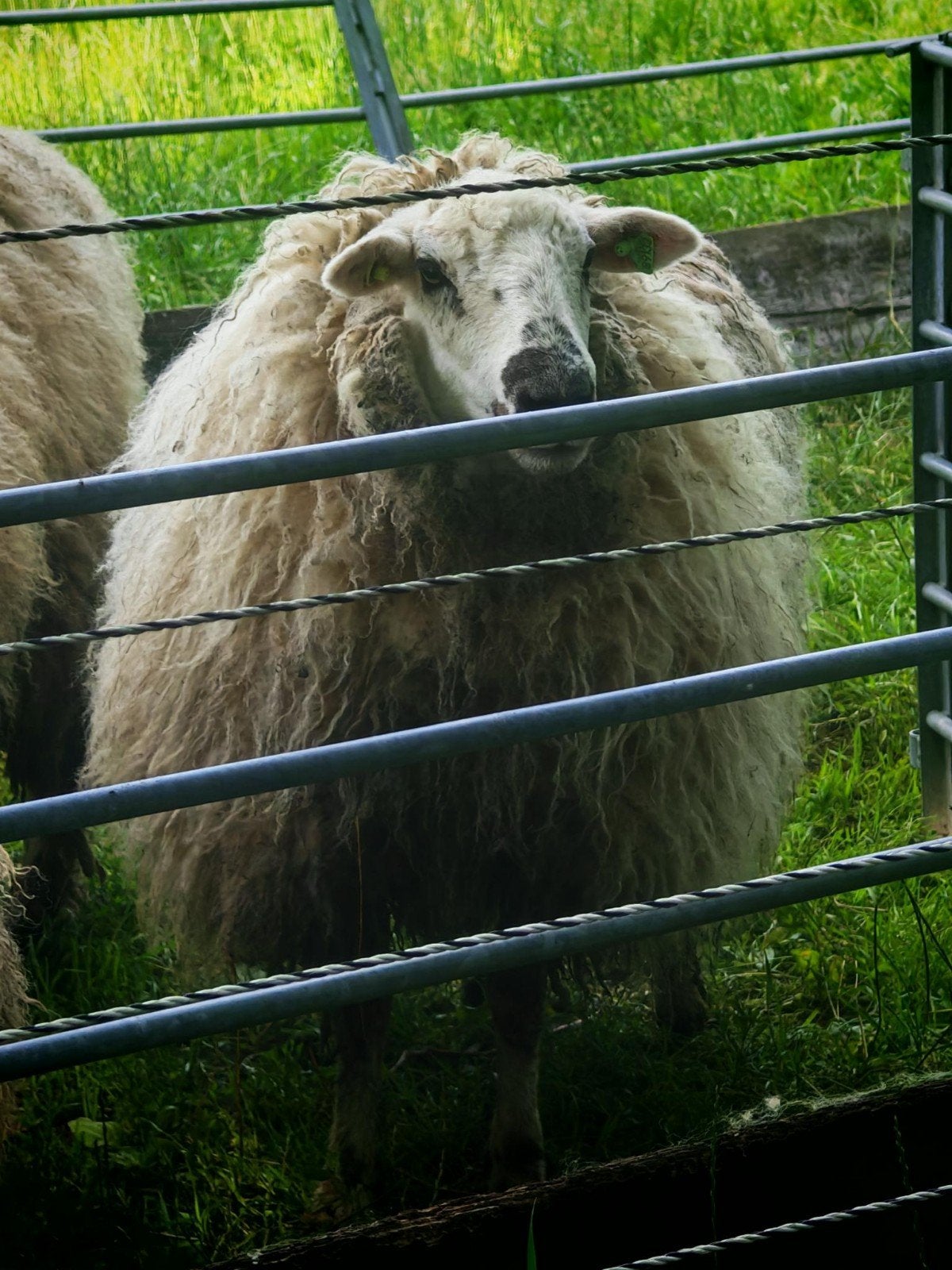 2x Ooi Kruising Walliser Schwarznase x Texelaar 1 jaar, Dieren en Toebehoren, Schapen, Geiten en Varkens, Vrouwelijk, Schaap