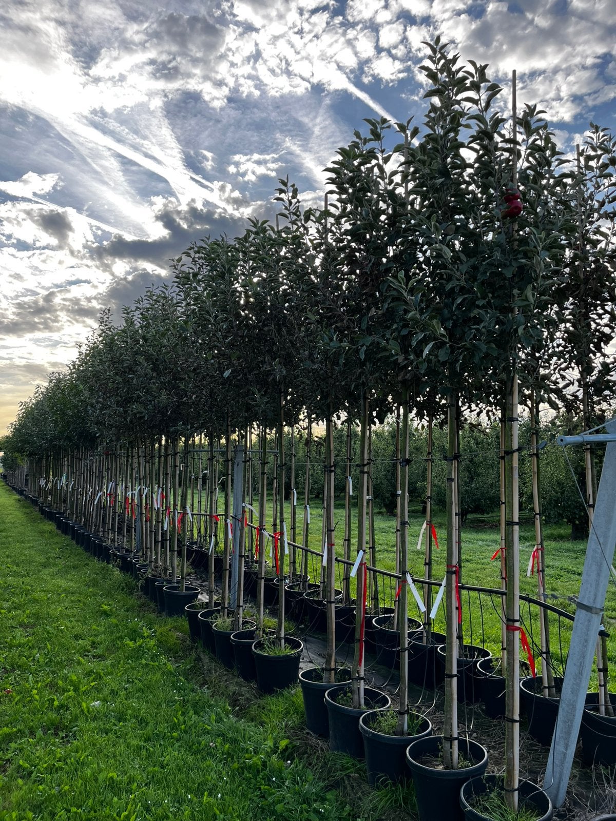 Mooie fruitbomen in pot. Appel, peer, kers, pruim. Vrucht., Overige soorten, Lente, 250 tot 400 cm, Ophalen