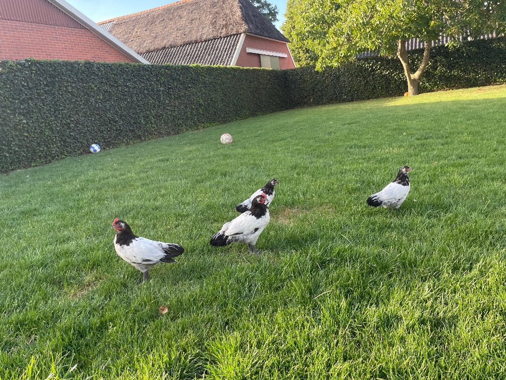 Laken velder kip, Dieren en Toebehoren, Vrouwelijk, Kip