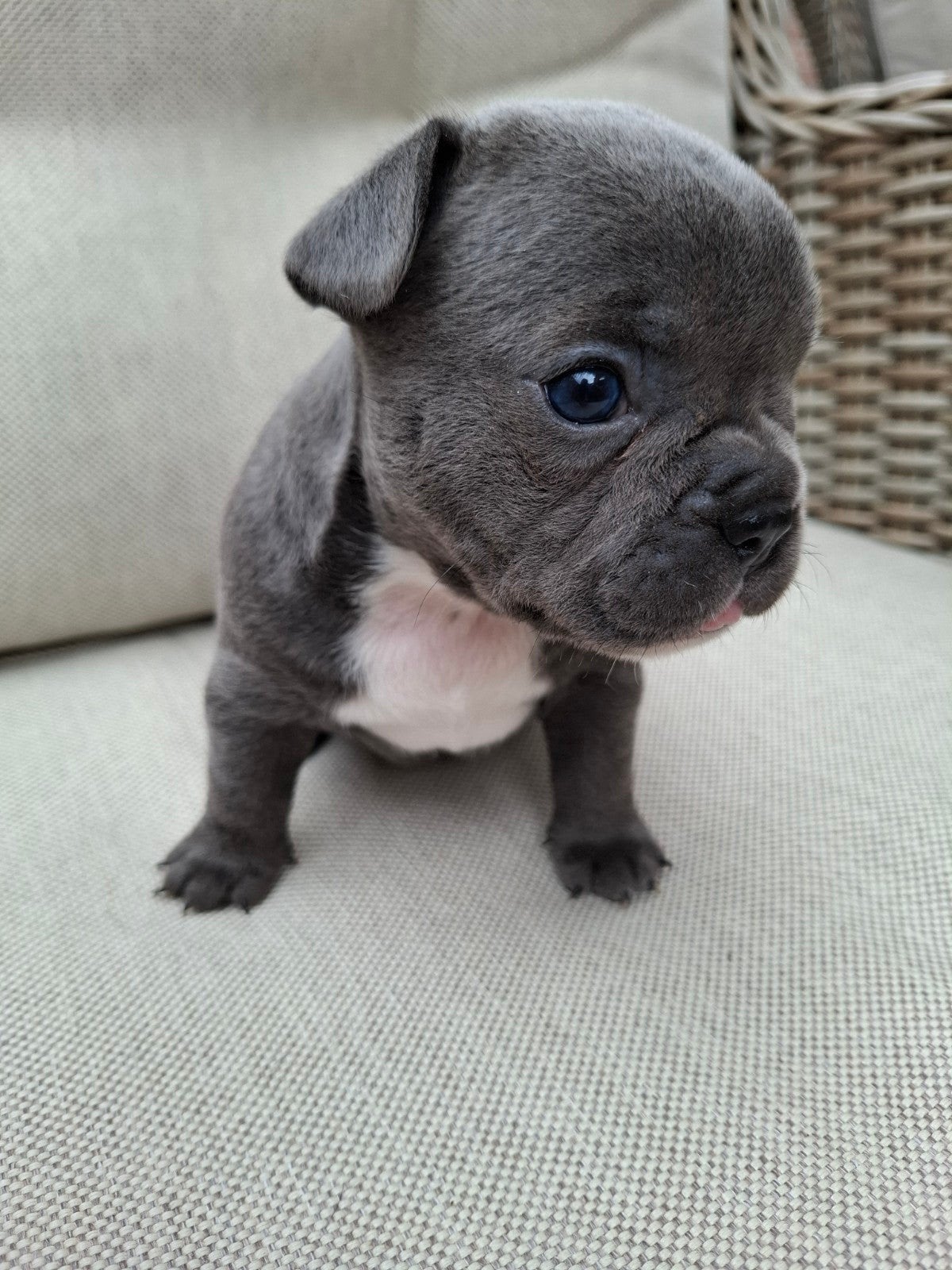 Franse bulldog pups, 8 tot 15 weken, Parvo, Bulldog, Meerdere