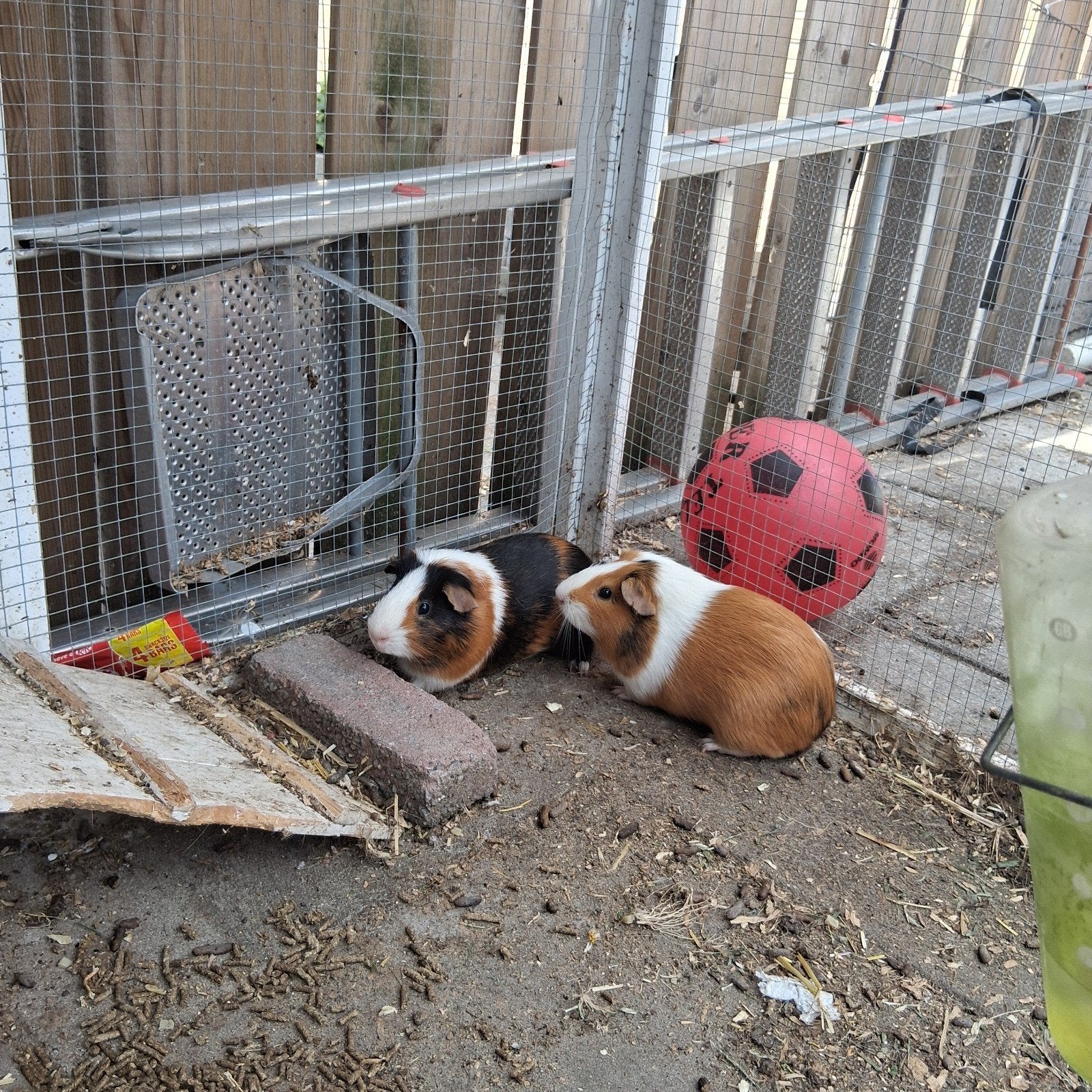2 cavia's, Dieren en Toebehoren, Knaagdieren, Januari, Mannelijk, Cavia