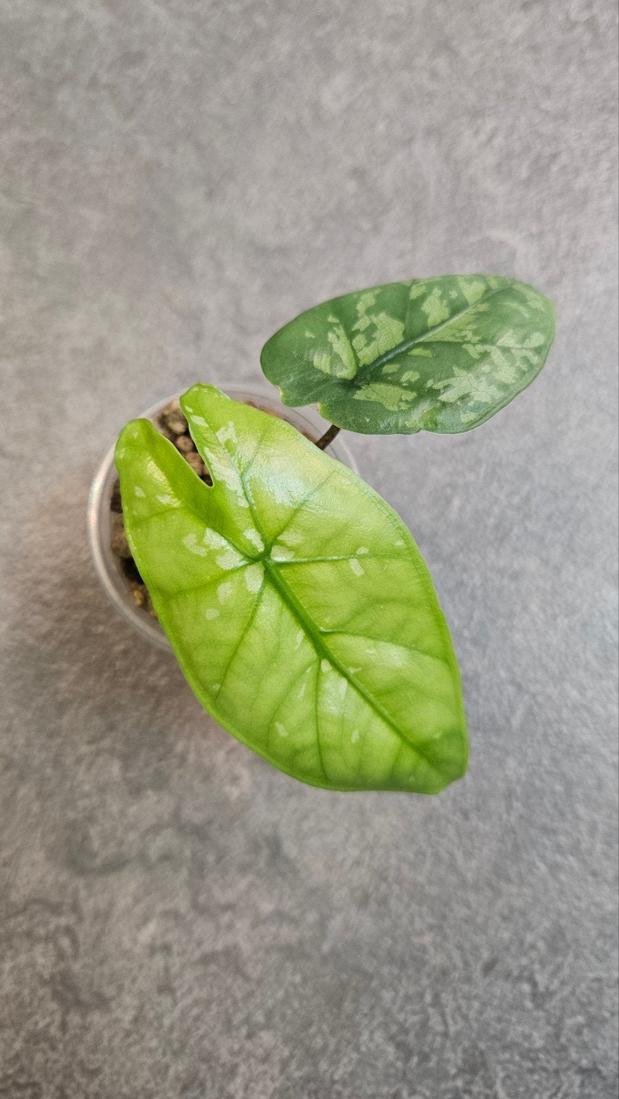 Alocasia Boyceana Shattered Glass, Ophalen of Verzenden