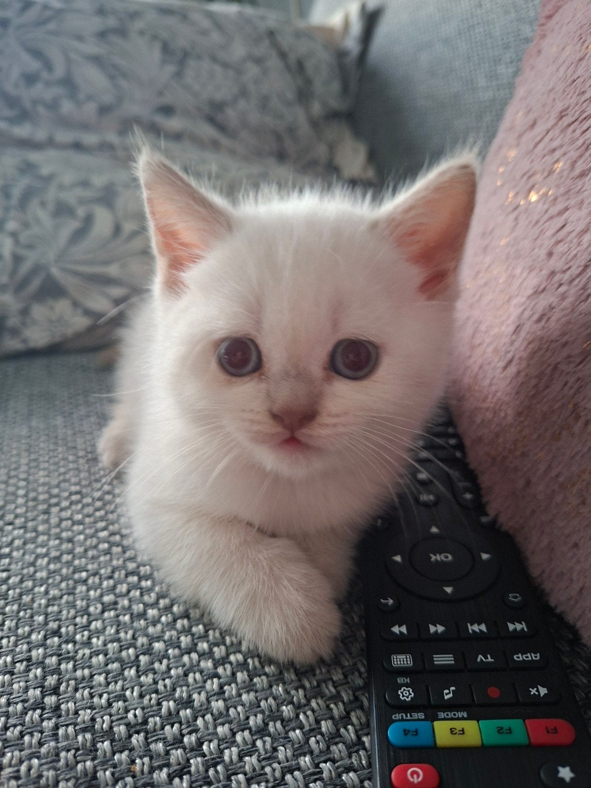 Britse korthaar kittens 100% ras., Dieren en Toebehoren, Katten en Kittens | Raskatten | Korthaar, Meerdere dieren, Met stamboom