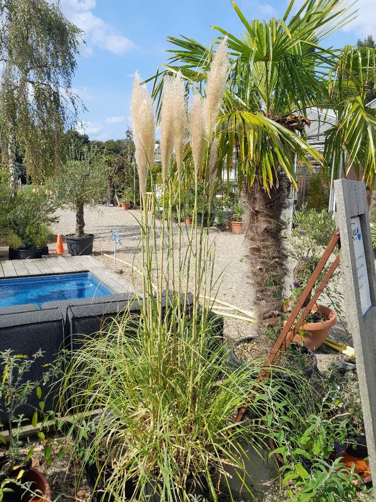 Pampasgras grote planten in pot, Volle zon, Vaste plant, Siergrassen, Ophalen of Verzenden