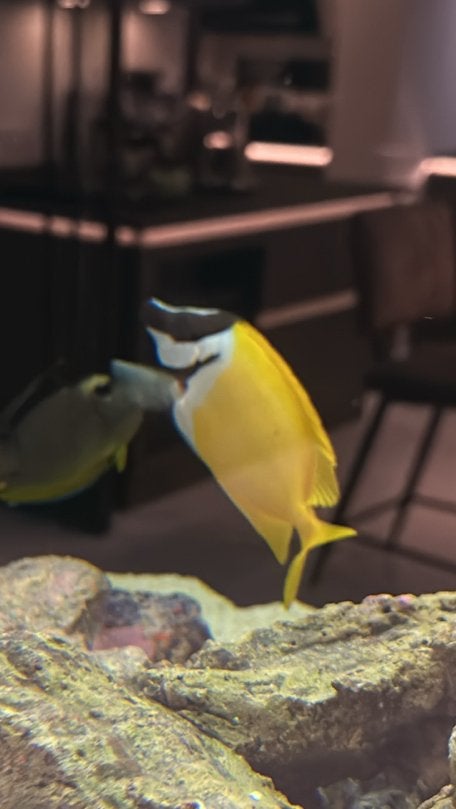 Siganus velpinus, Ophalen, Zo goed als nieuw