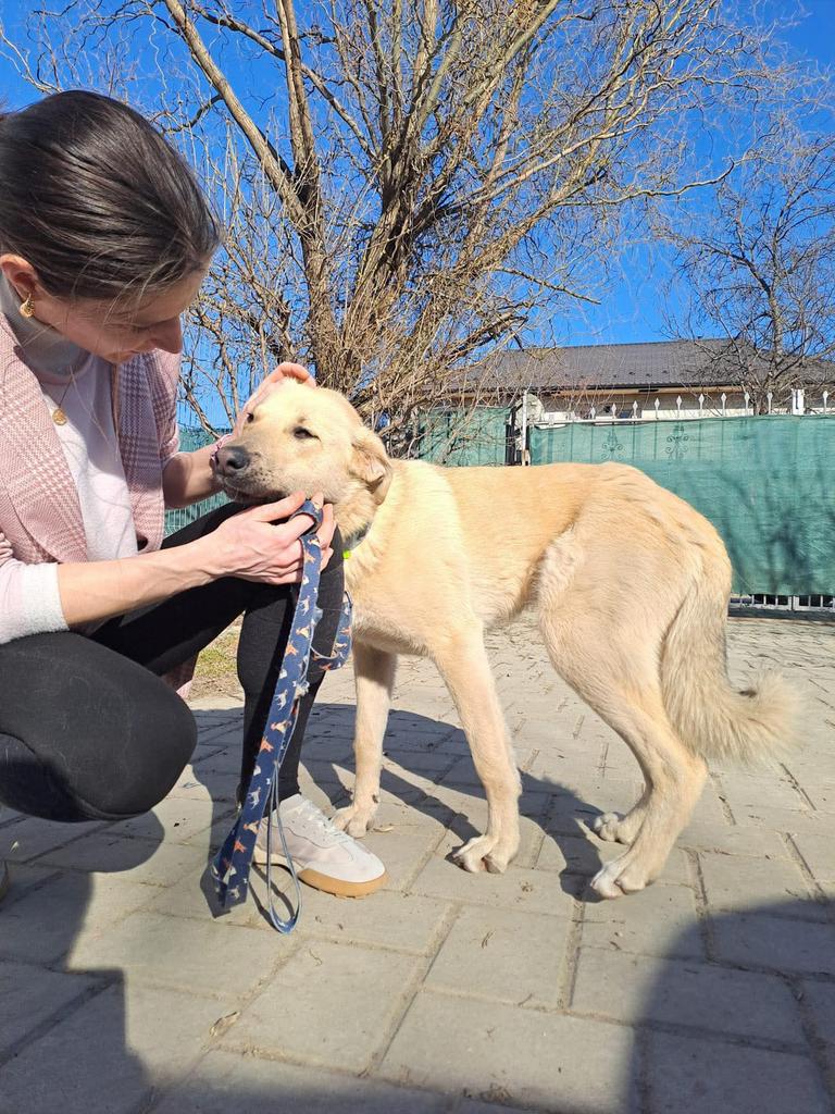 ileana zoekt een gouden mandje, Dieren en Toebehoren, Particulier, 1 tot 2 jaar, Buitenland, Teef
