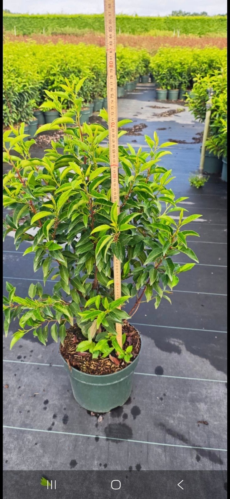 prunus lusitanica angustifolia portugese laurier, Ophalen of Verzenden, Laurier, Minder dan 100 cm