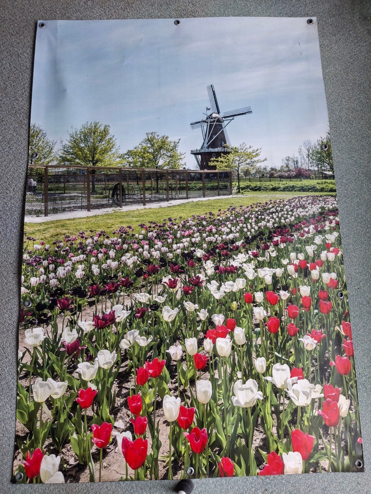 Tuinposter Molen en Tulpen - 100x180 cm, Ophalen, Gebruikt