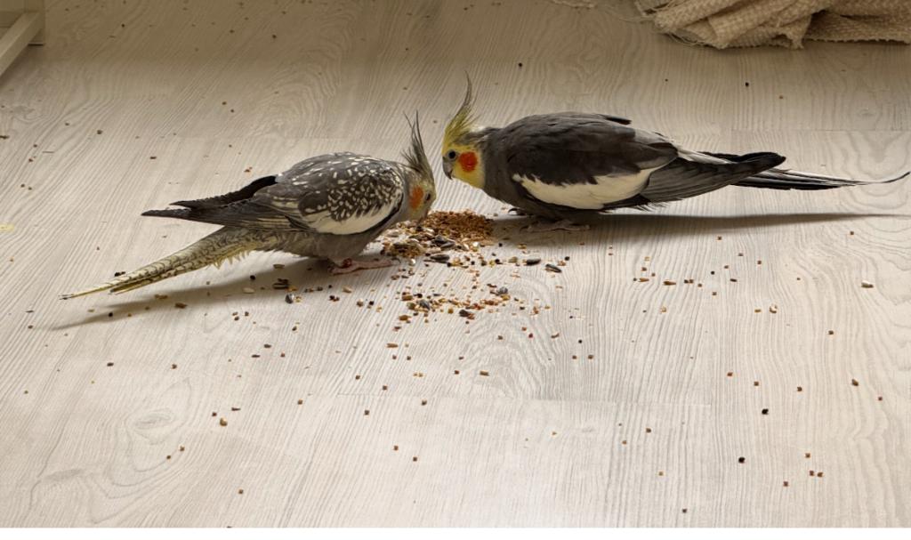 Valkparkieten, Meerdere dieren, Parkiet