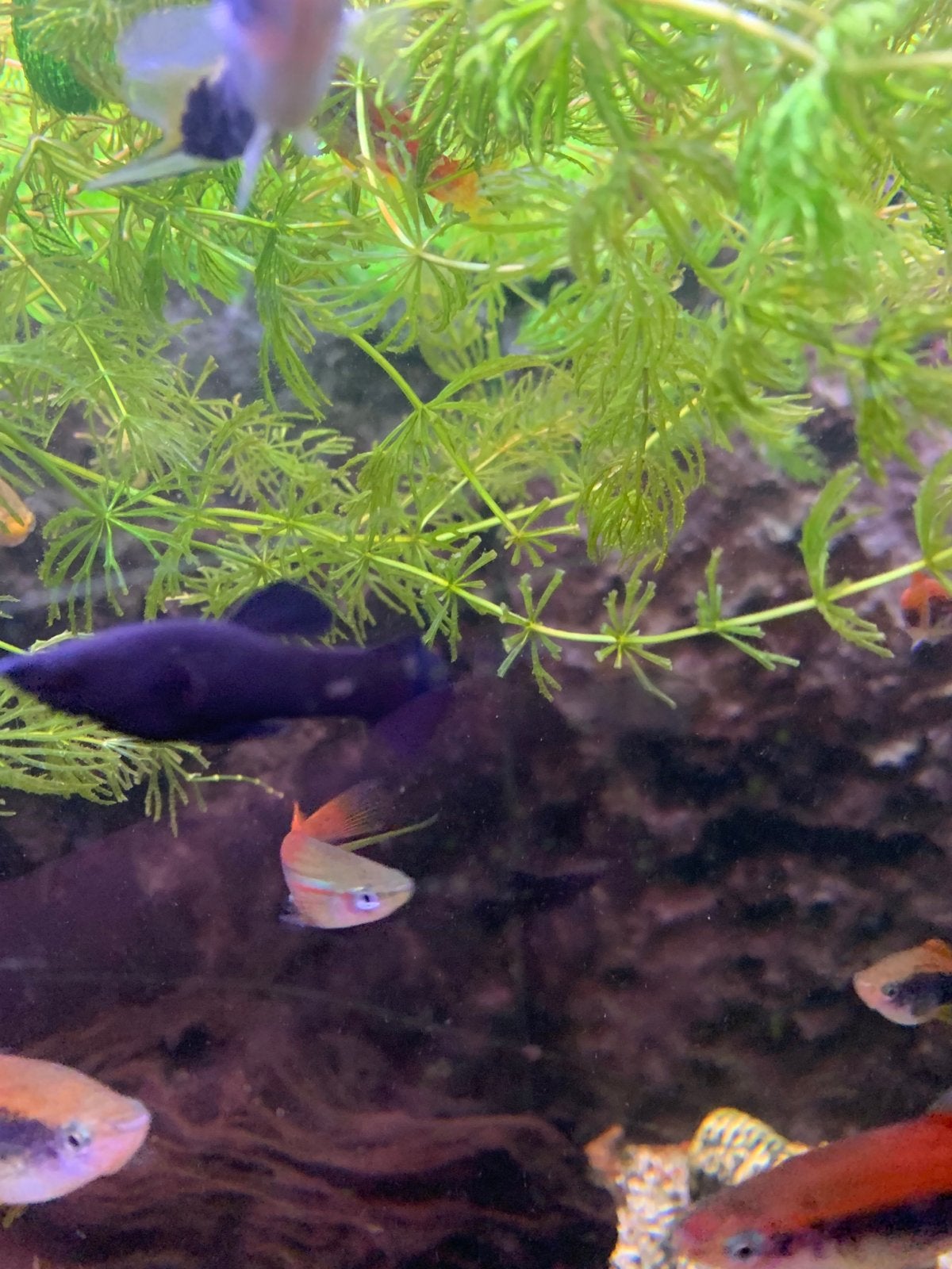 Tk black Molly’s groot en klein, Vis