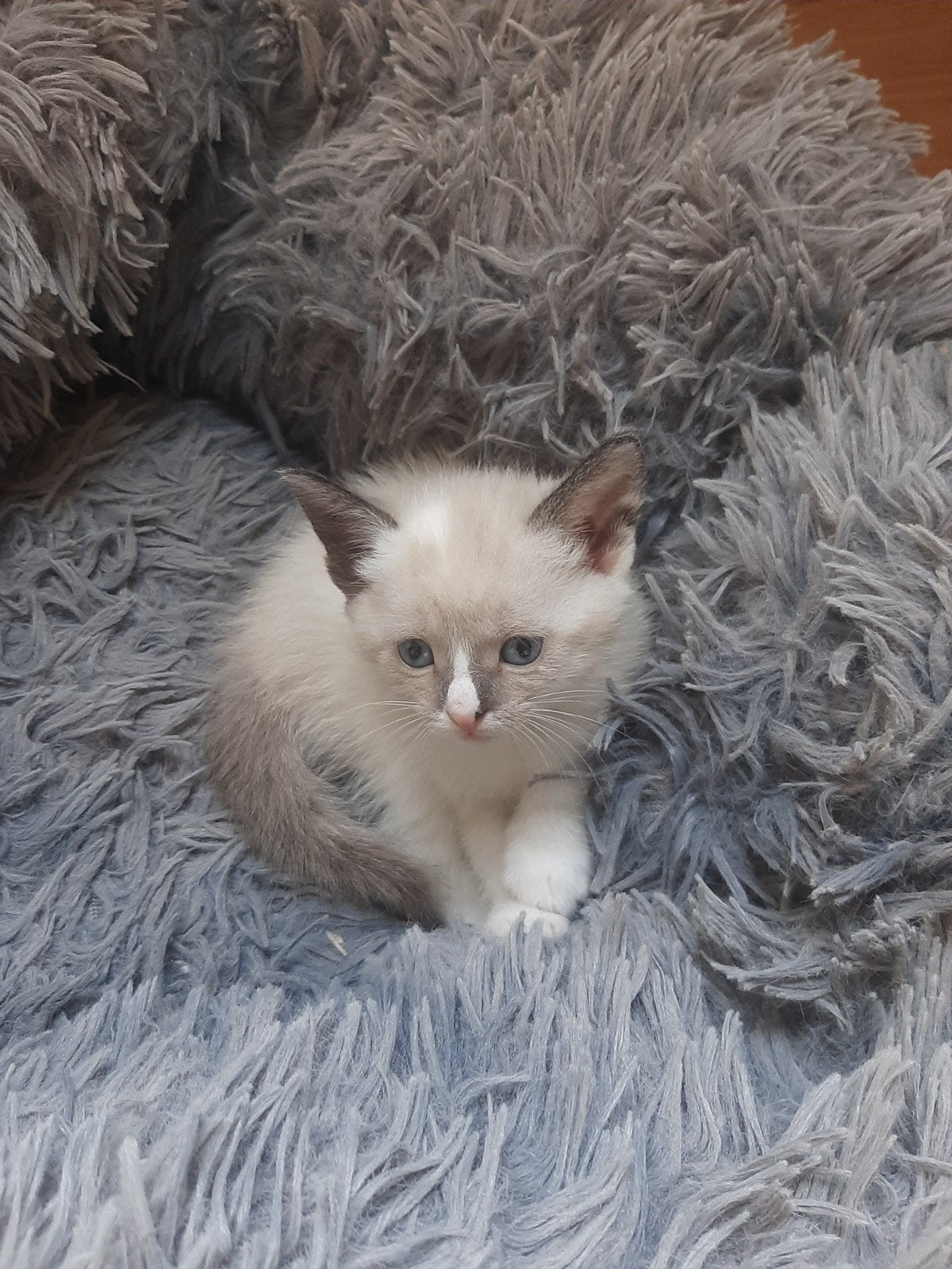 div. kittens ook ragdoll look-alike, Dieren en Toebehoren, Meerdere dieren, Kortharig, 0 tot 2 jaar