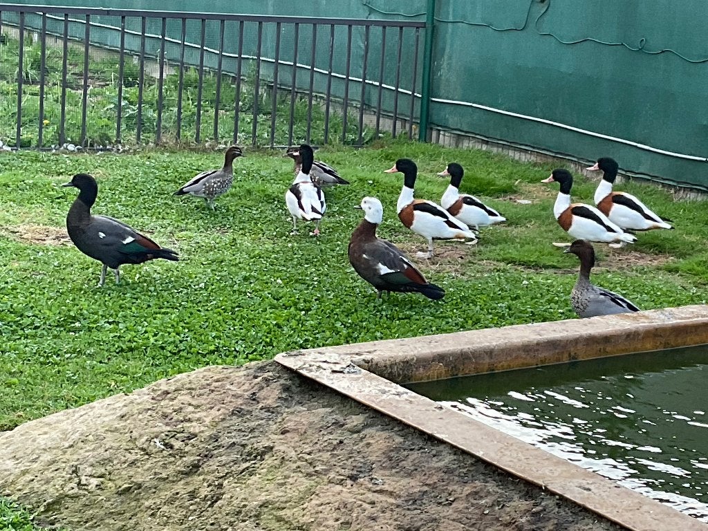 Bergeenden, Dieren en Toebehoren, Meerdere dieren, Eend
