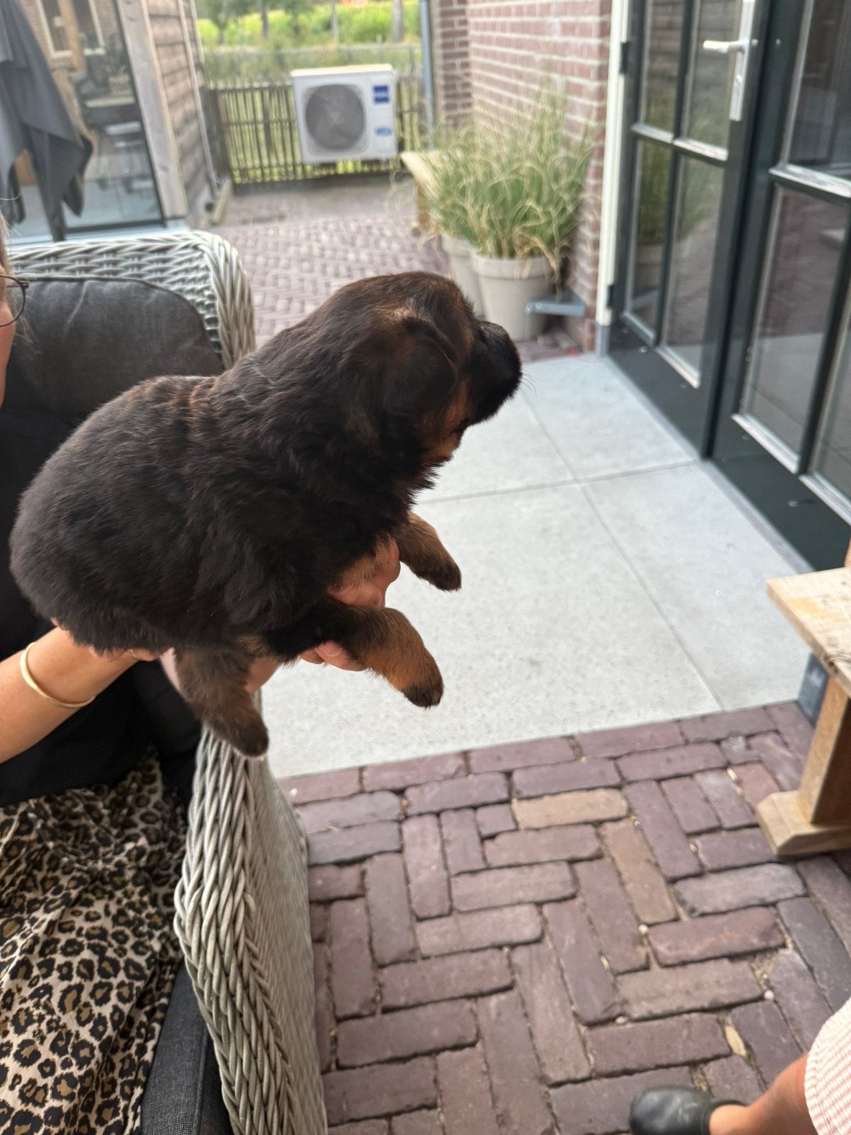 Te koop duitse herder pup ( reu ), Dieren en Toebehoren, Parvo, Reu, 8 tot 15 weken, Eén hond