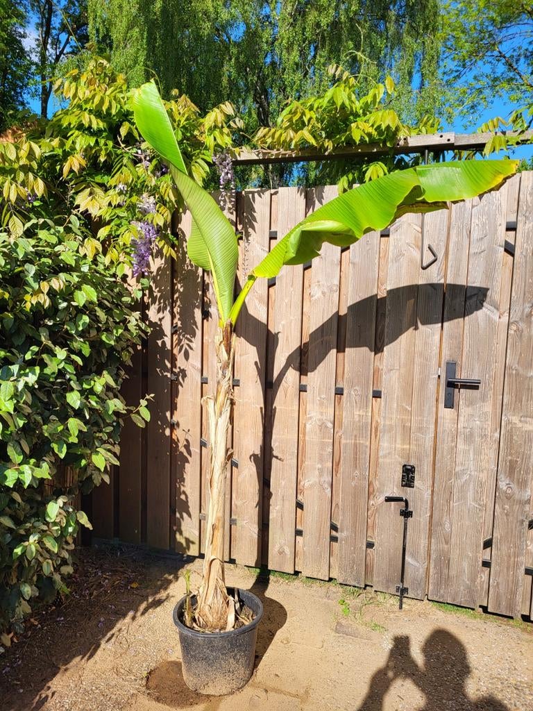 Grote bananenplant ong 220cm, Tuin en Terras, Planten | Fruitbomen, Ophalen, 100 tot 250 cm, Overige soorten, Zomer