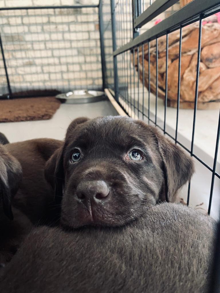 Mogen het nest verlaten, prachtige lieve labrador pups., Dieren en Toebehoren, Honden | Retrievers, Spaniëls en Waterhonden, Parvo