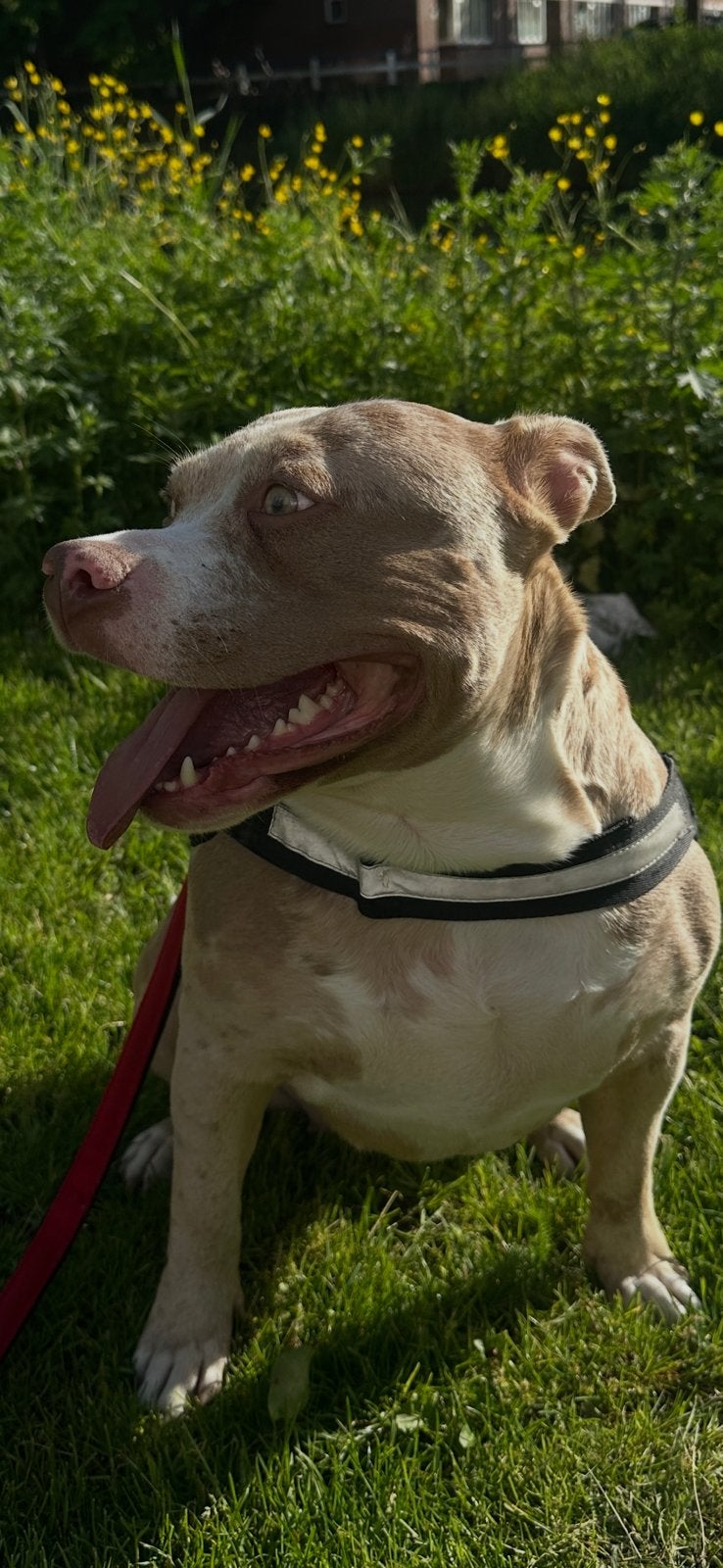 American bully pitbull teef (Merle), 1 tot 2 jaar, American Staffordshire Terriër, Teef, Parvo