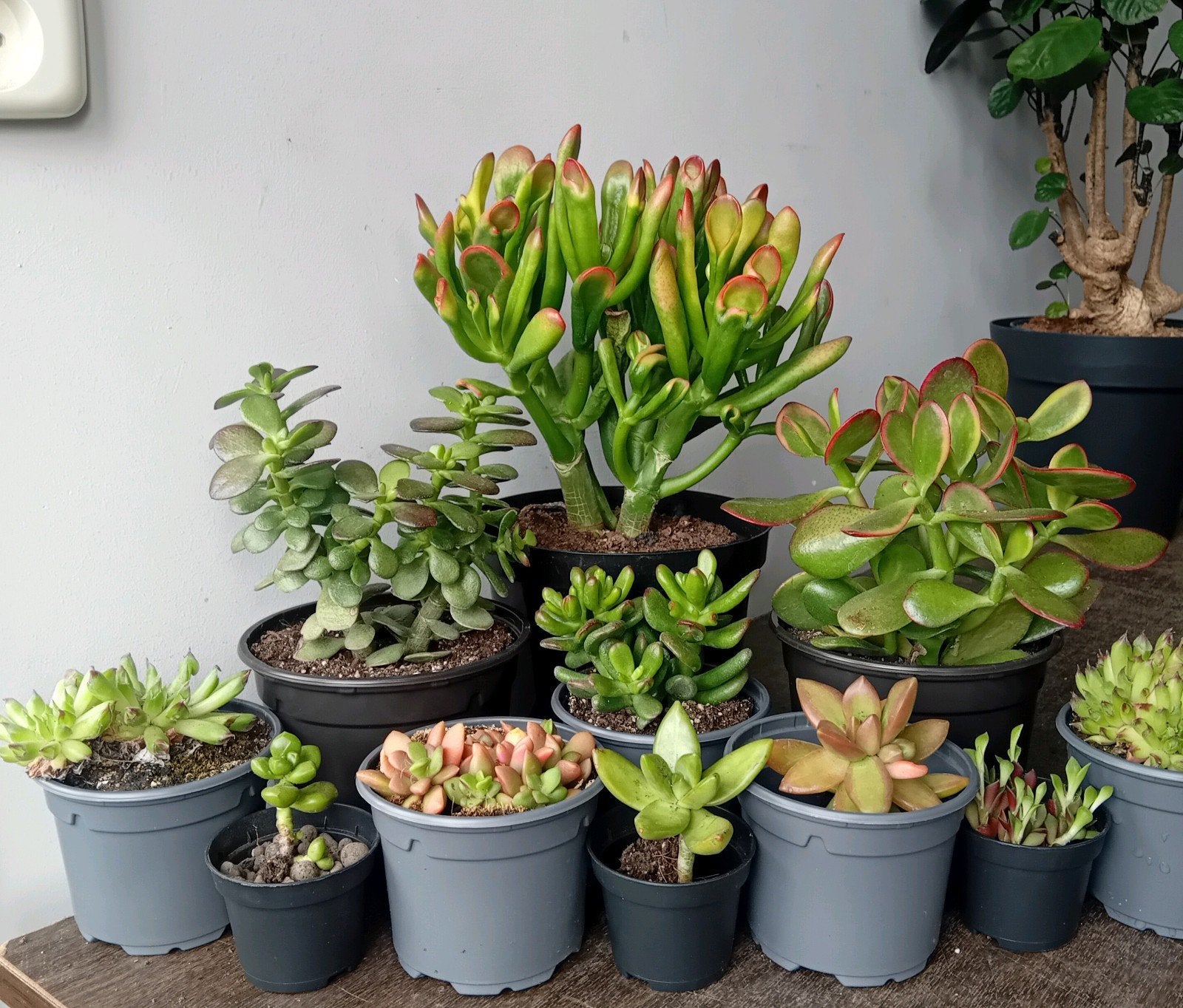 10 vetplanten 5-30cm, Ophalen, Overige soorten, In pot, Minder dan 100 cm