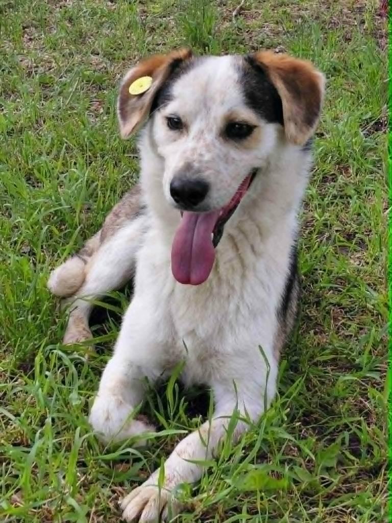 Lieve Astor ter adoptie!, Dieren en Toebehoren, Honden | Niet-rashonden, Particulier, Reu, Buitenland, Parvo