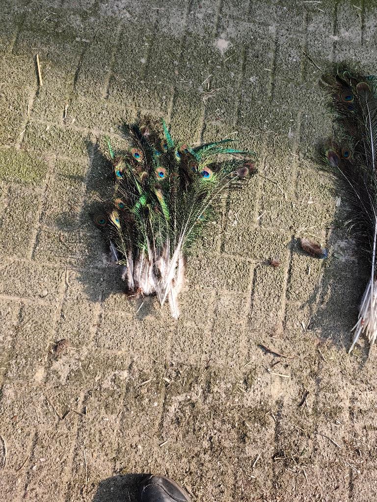 bosje kleine pauwenveren, Huis en Inrichting, Ophalen, Meerkleurig, Natuurlijk materiaal, Landelijk