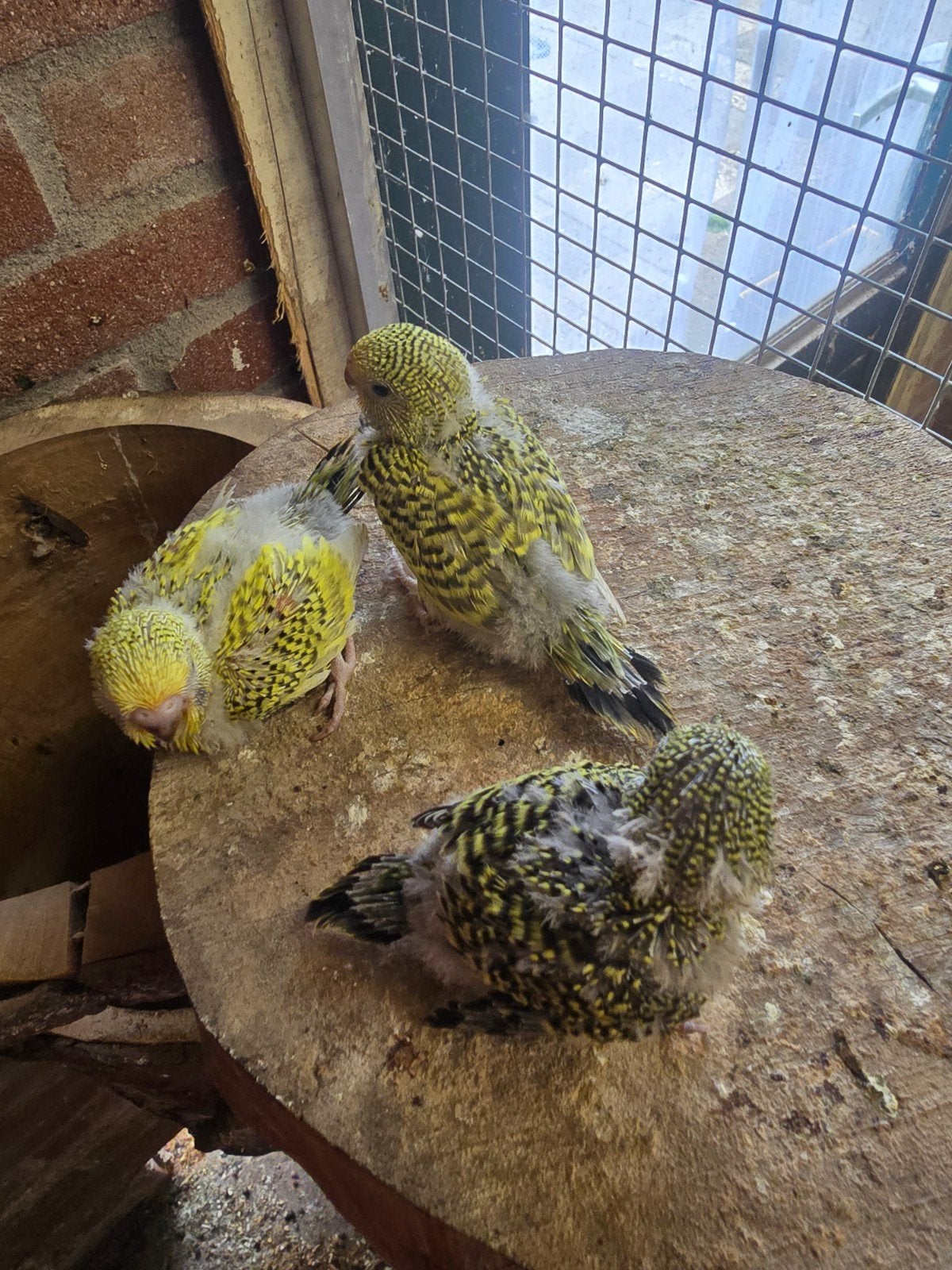 jonge grasparkieten, Meerdere dieren, Parkiet