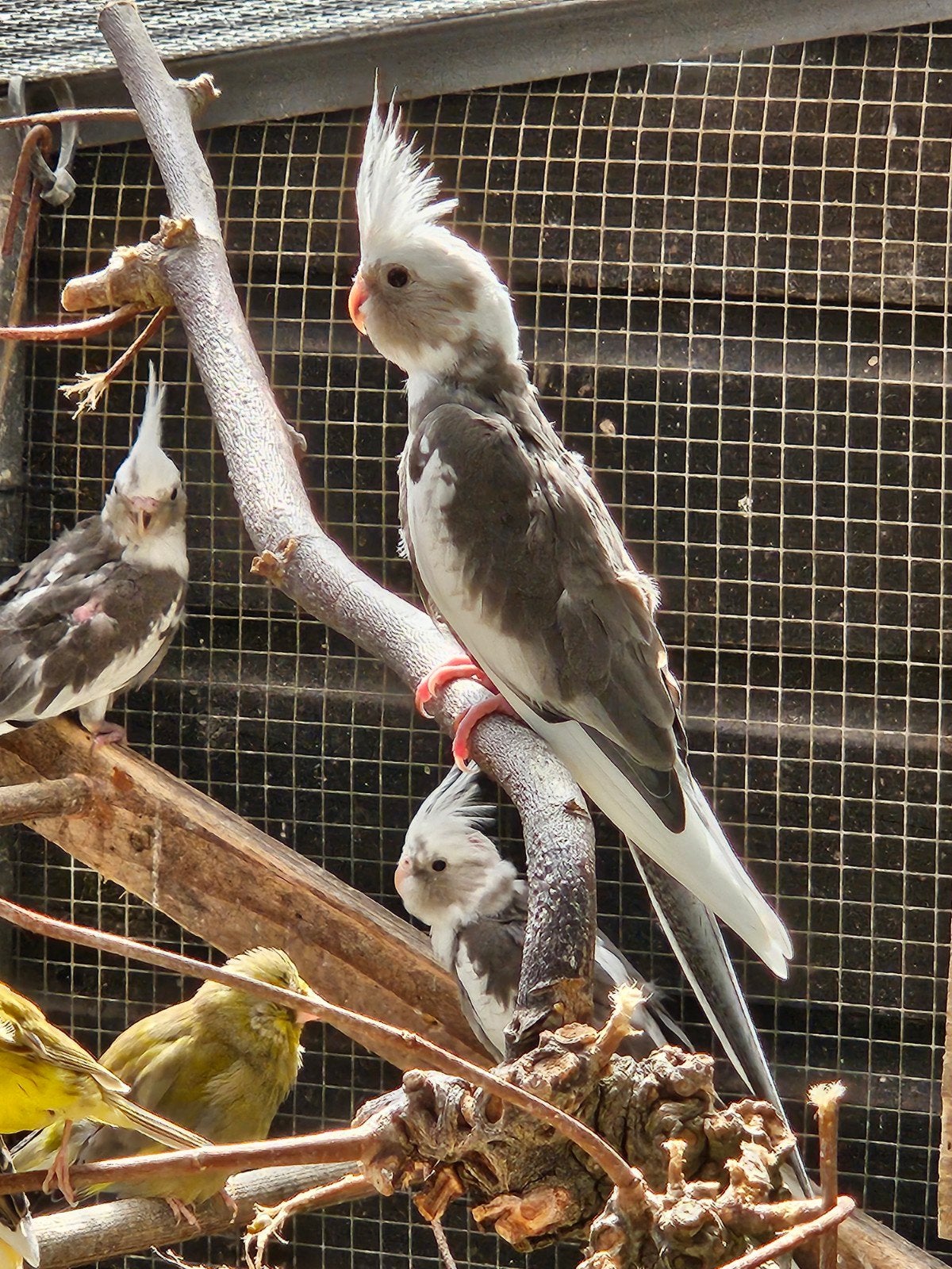 jonge valkparkieten, Meerdere dieren, Parkiet