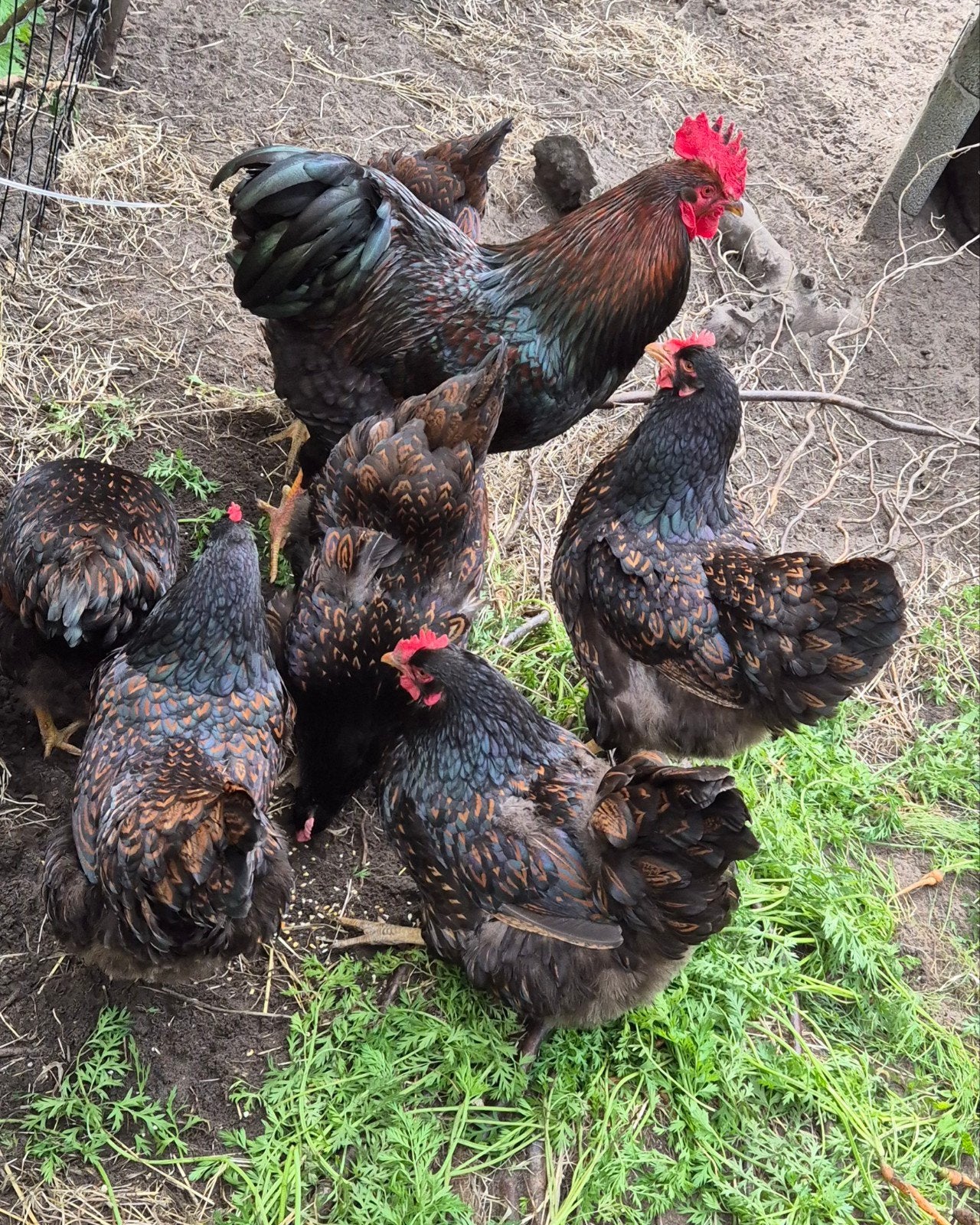 Prachtige toom Barnevelder kippen groot, 6 hennen en haan., Meerdere dieren, Kip